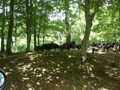 Ziegen im Foresta Umbra